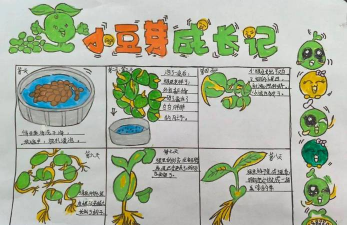 豆芽怎么种出黄豆