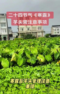 寒露家养植物怎么管理
