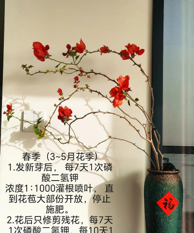 家庭养花用生根粉