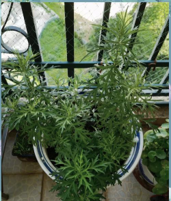 家庭养花用生根粉