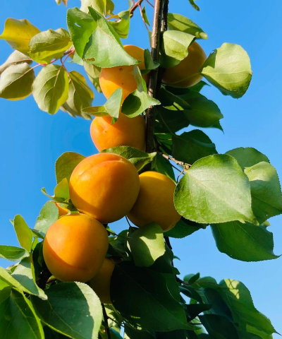 杏梅怎么养最好