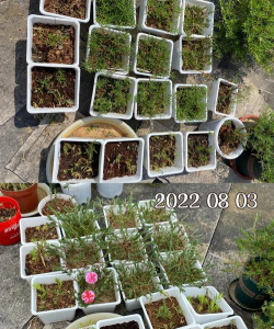 家庭养花用生根粉