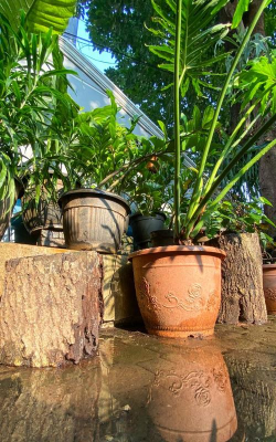 家庭养花用生根粉