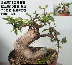 榆树疙瘩怎么制作盆景