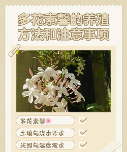 多花素心夏天怎么养护