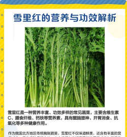 雪里红花怎么养