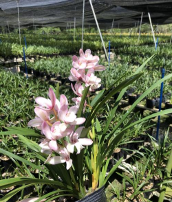 日本樱花兰花怎么养