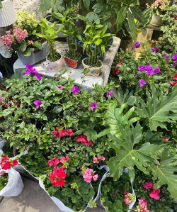 家庭养花用生根粉