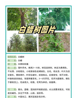 如何介绍白蜡树