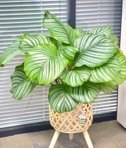 苹果芋冬天怎么养