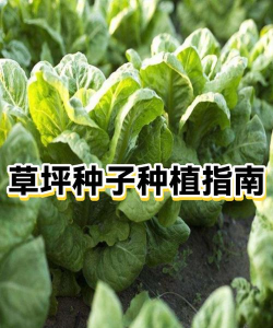 草坪种子怎么种植好看