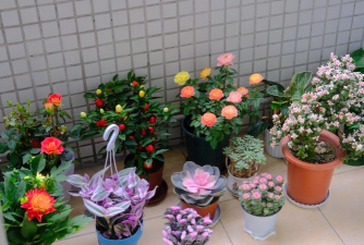 家庭养花用生根粉