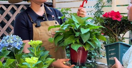 家庭养花用生根粉