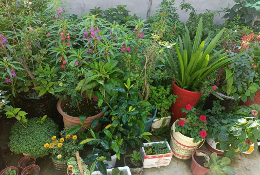 家庭养花用生根粉