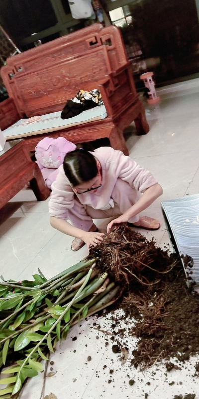 家庭养花用生根粉