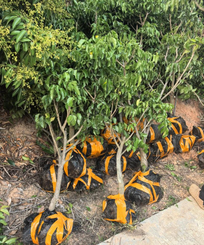 黄皮树怎么弄死