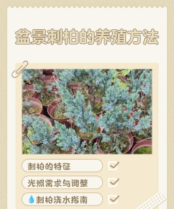 剌柏盆景怎么养护
