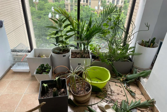 家庭养花用生根粉