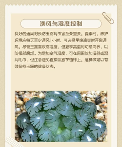 夏天怎么给玉露浇水