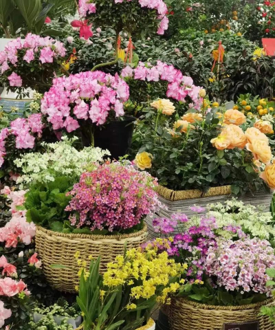 家庭养花用生根粉