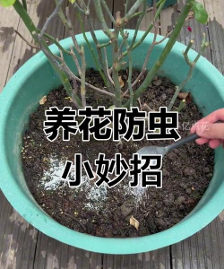 家庭养花用生根粉