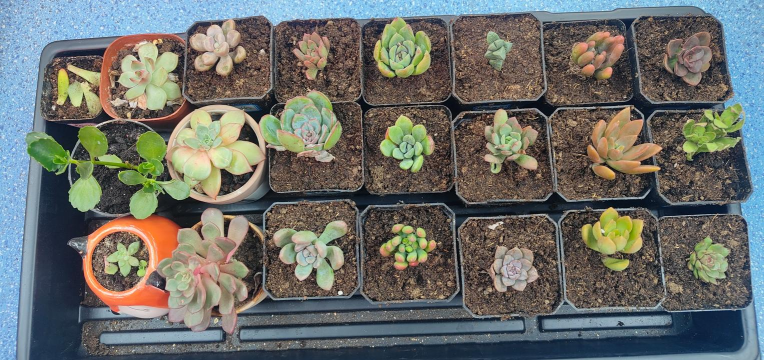 家庭养花用生根粉