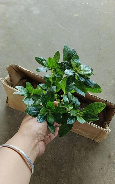 家庭养花用生根粉