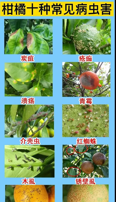 夏季常见8种病虫害的防治 夏季常见8种病虫害的防治