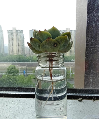 家庭养花用生根粉