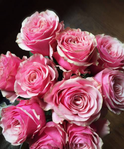 红色伊甸园怎么养花