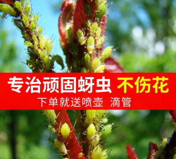 家庭养花用生根粉