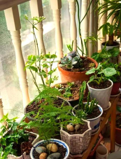 家庭养花用生根粉