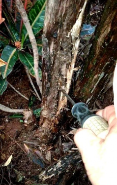 家庭养花用生根粉