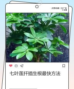 家庭养花用生根粉