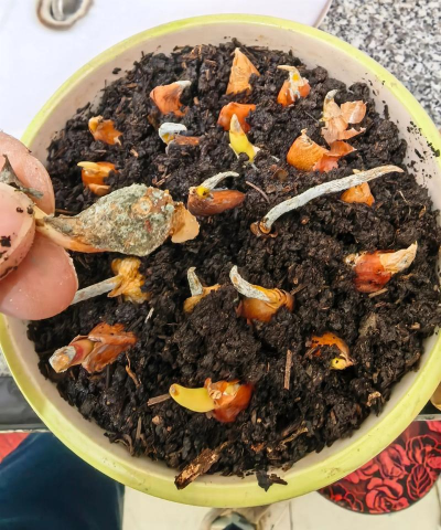 家庭养花用生根粉