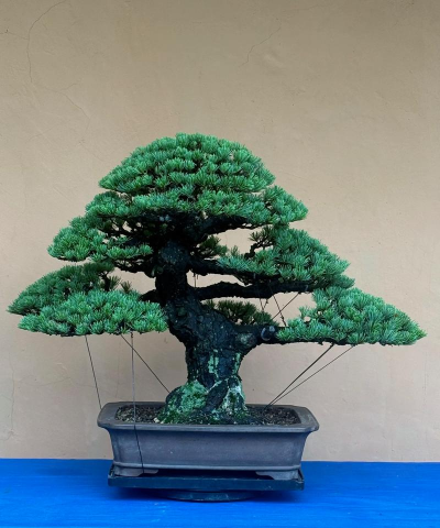 芽接大阪松怎么造型