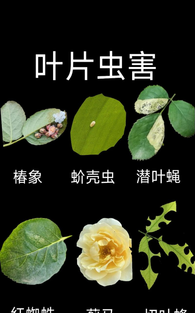 高层阳台养花 虫害