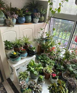 家庭养花用生根粉