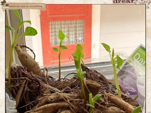 家庭养花用生根粉