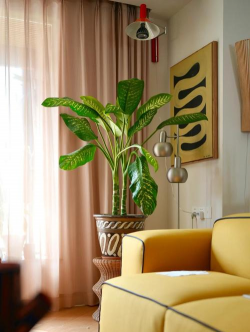 植物斑马冬天怎么养