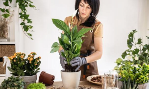 家庭养花用生根粉