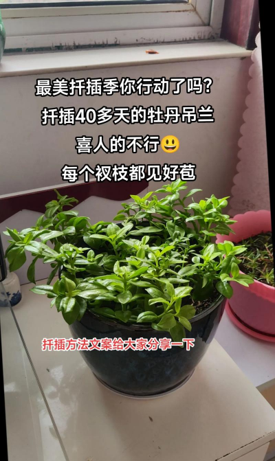 家庭养花用生根粉