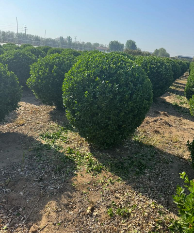 品质优良、供不应求的几种球类苗木