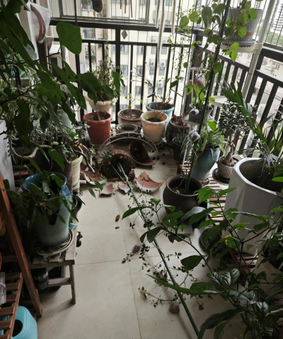 家庭养花用生根粉