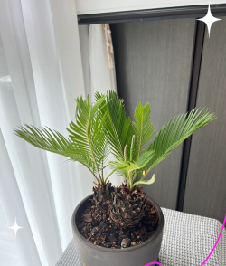 长叶苏铁怎么养