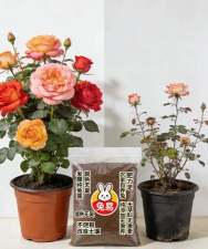 家庭养花用生根粉