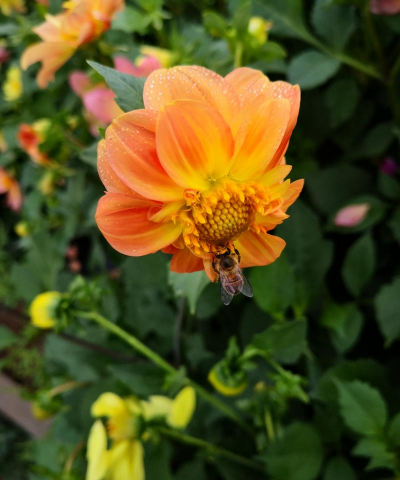 家庭养花用生根粉