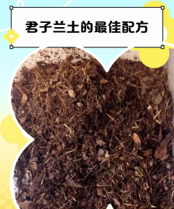 怎么用腐土栽兰花