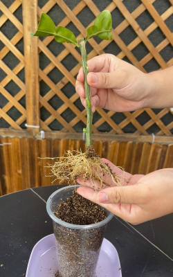 家庭养花用生根粉