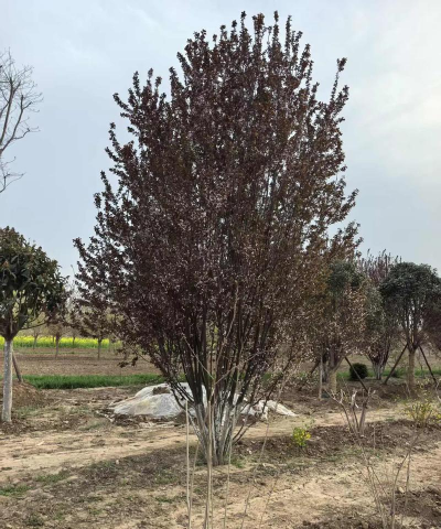 如何种植丛生红叶李